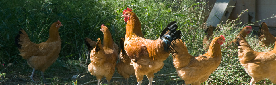 飛来幸地鶏イメージ