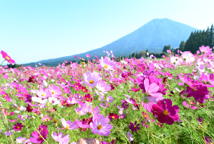生駒高原のコスモス