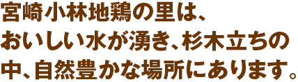 宮崎小林地鶏の里は、おいしい水が湧き、杉木立ちの中、自然豊かな場所にあります。