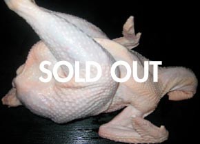 名古屋コーチン１羽 中抜き（内臓付き） 【SOLD OUT】