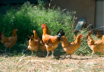 過去に偽られてきた「地鶏」の正体。