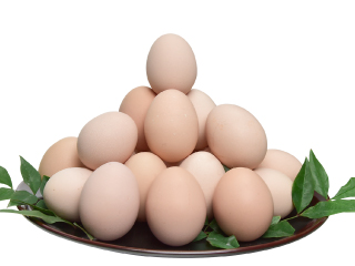 飛来幸地鶏画像その1